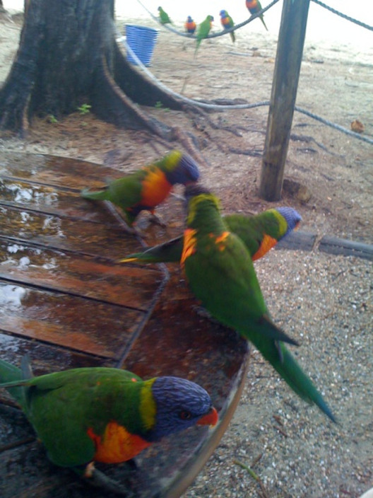 Barefoot Lodge, Long Island Whitsundays Pic 1 - Lil locals