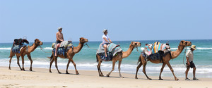 Noosa Camel Rides Pic 3