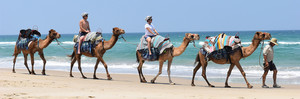 Noosa Camel Rides Pic 2