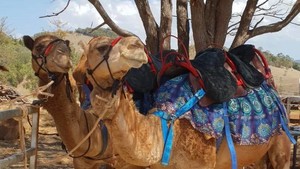 Noosa Camel Rides Pic 4