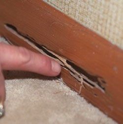 Palace Pest Control Pic 4 - Termite Inspections Caboolture QLD