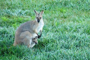 Sri Avinash Do Mission Inc Pic 4 - Wallaby with her baby joey in her pouch at the Sri Avinash Do Mission