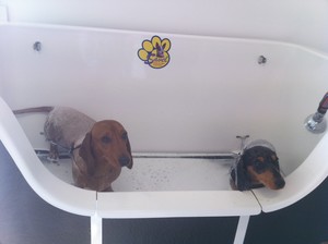 Thrifty Pups Mobile Grooming Pic 5