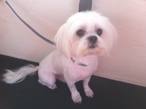 Thrifty Pups Mobile Grooming Pic 2