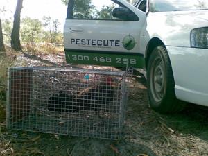 Pestecute - Pest Control Pic 3 - Captured Turkey