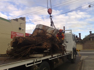 O'Connor Tree Services Pic 4 - as you can seethis one was big this gum was at a service stationso hot permits had to be issued before any work was to be carried out