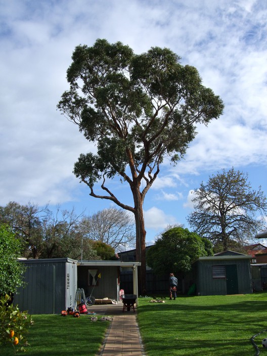 O'Connor Tree Services Pic 1 - about to dismantle a large mahogany in a small backyard