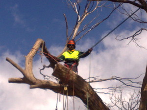 O'Connor Tree Services Pic 5 - dead tree takedowns