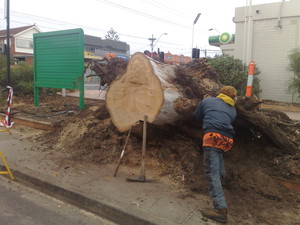 O'Connor Tree Services Pic 3 - removal of large windblown gum