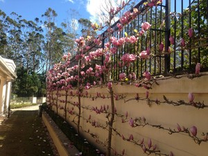 Inner West Landscapes Pic 2