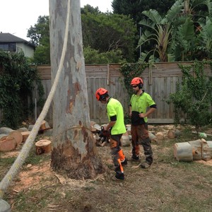 Stumps and Trees Pty Ltd Pic 2 - On the job training