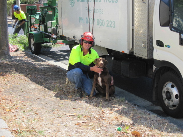 Stumps and Trees Pty Ltd Pic 1