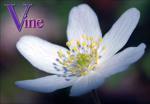 Respected Clairvoyant Medium - Vine Pic 3 - Melbourne Born Vine Psychic 34 Years Experience