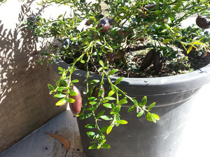 Sustainable Natives Pic 3 - Finger Limes Citrus australasica