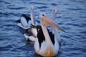 Edgewater Motel Pic 3 - Pelicans on Burrill Lake just off the Edgewater Motel driveway