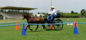 Damar Valley Carriages and Harness Pic 4 - Ever done pony club and miss the excitement and speed