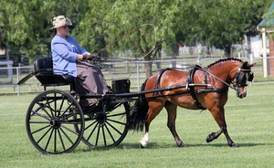 Damar Valley Carriages and Harness Pic 3 - Ever dreamt of driving at a Championship