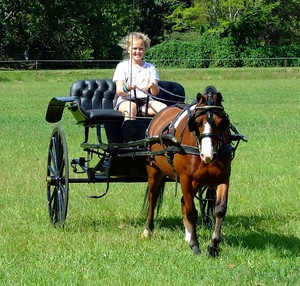 Damar Valley Carriages and Harness Pic 2 - Want a pony safe for your child to drive and enjoy