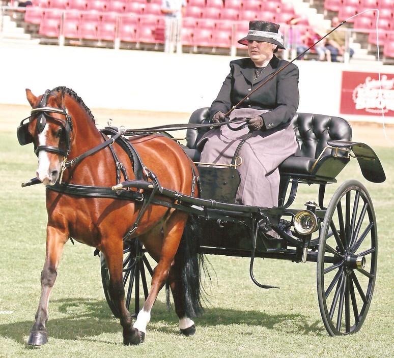 Damar Valley Carriages and Harness Pic 1 - Want to drive at a Royal