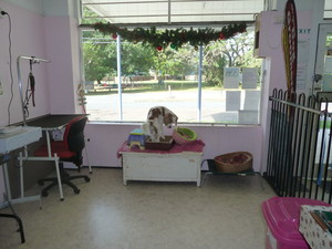 Brighton Dog Groomers Pic 3