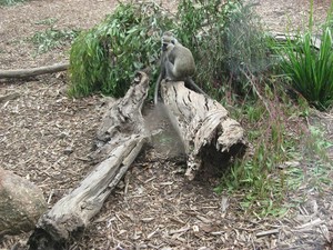 Slumber Safaris - Werribee Open Range Zoo Pic 3