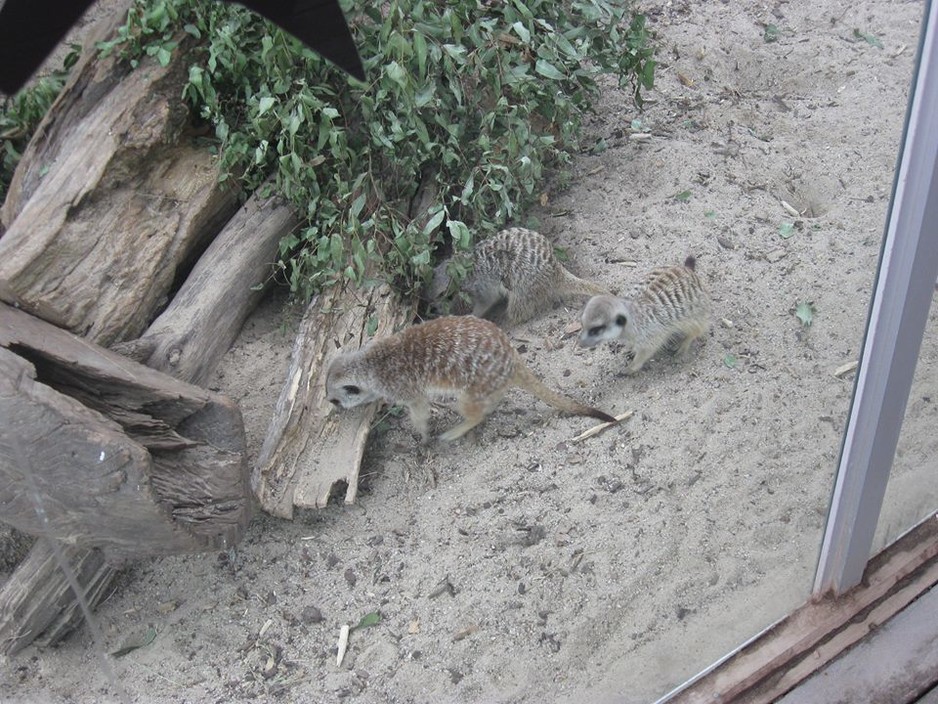 Slumber Safaris - Werribee Open Range Zoo Pic 1