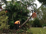 Trees Palms and Stump Pty Ltd Pic 2