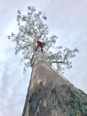 BRM Tree Services Pic 2