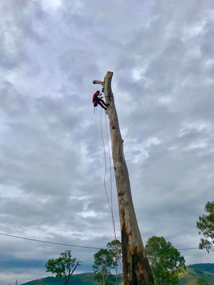 BRM Tree Services Pic 3