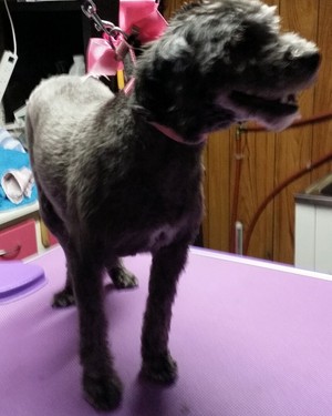 Lara Dog Grooming Pic 4 - After