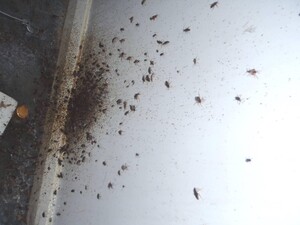 The Good Pest Pic 3 - Cockroach infestation