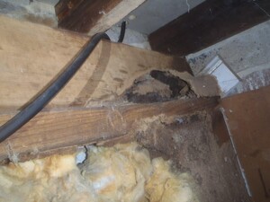 The Good Pest Pic 5 - Termite damage in subfloor