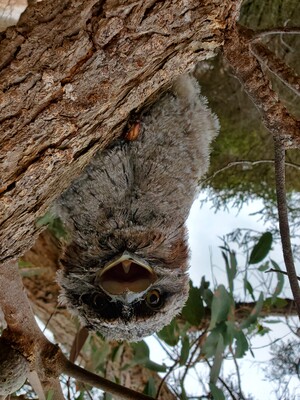 VALLEY OF THE GIANTS ECOPARK Pic 3 - Baby Frogmouth at the Ecopark