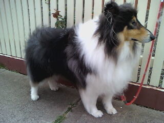 Yappy Days Mobile Dog Grooming Pic 2 - cooper bearded collie