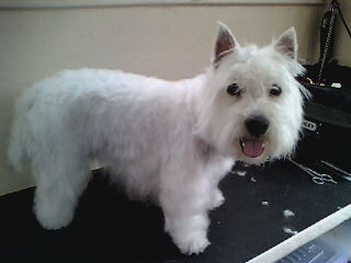 Yappy Days Mobile Dog Grooming Pic 1 - kira west highland terrior