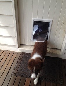 Affordable Pet Doors Melbourne Pic 1 - Large Pet Door into Timber Door