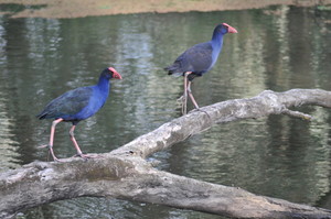 Ellis Bus Lines Pic 5 - Wonga Wetlands