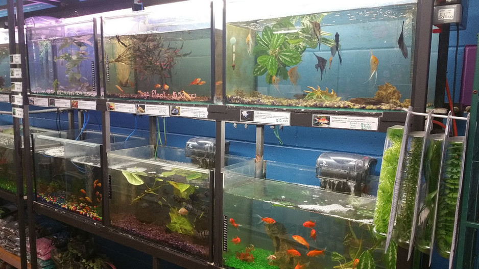 Macleay Pets & Pools Pic 1 - Great range of fish