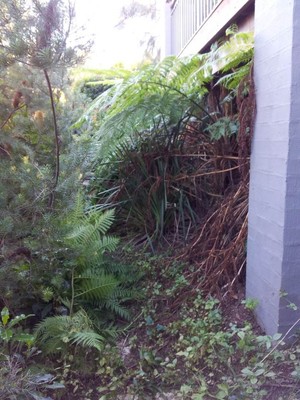 From The Ground Up Property Maintenance & Handyman Services Pic 4 - Garden BEFORE