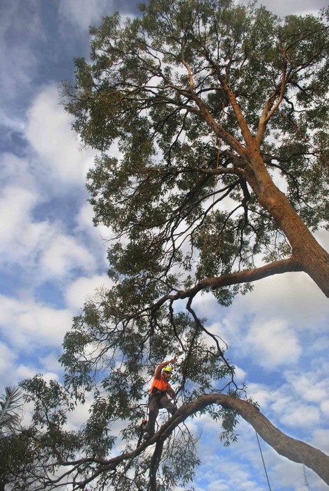 Diligent Tree Care Pic 1 - Diligent Tree Care 2