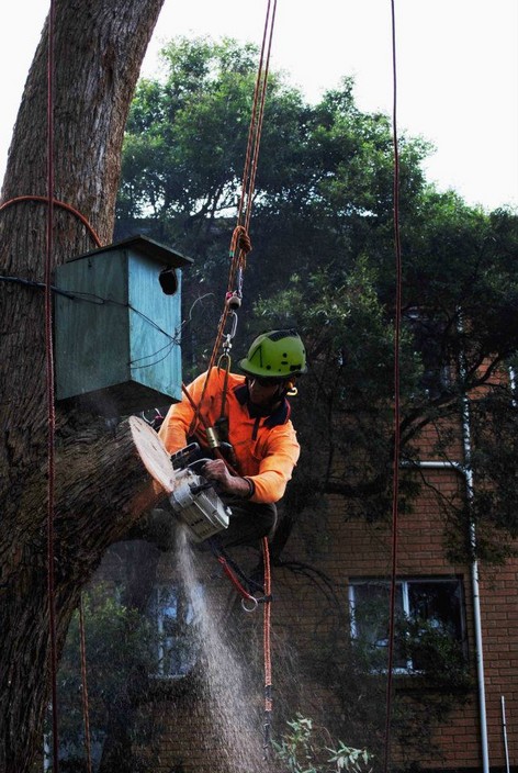 Diligent Tree Care Pic 2 - Diligent Tree Care