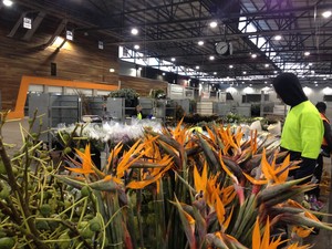 Melbourne Wholesale Flower Market Tours Pic 3 - Love those birds of paradisedont you