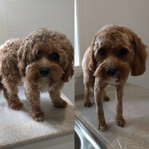 Alana's Dog Grooming Pic 3