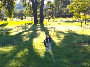 Stratham Retreat Pic 5 - Take a stroll through the trees down to the olive grove