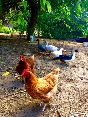 Stratham Retreat Pic 4 - Our own cooks and ducks mean plenty of fresh and very free range eggs for breakfast