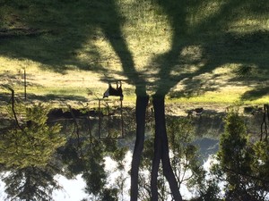 Stratham Retreat Pic 3 - View of grounds through to the olive grove