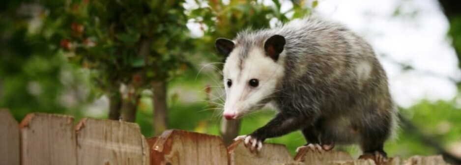 Arrow Exterminating Possum Removal Perth Pic 1