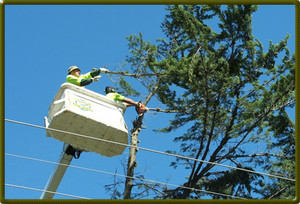 city wide tree service Pty Ltd Pic 2