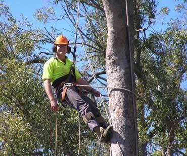 city wide tree service Pty Ltd Pic 1