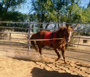 Woolerbilla Horses Pic 2